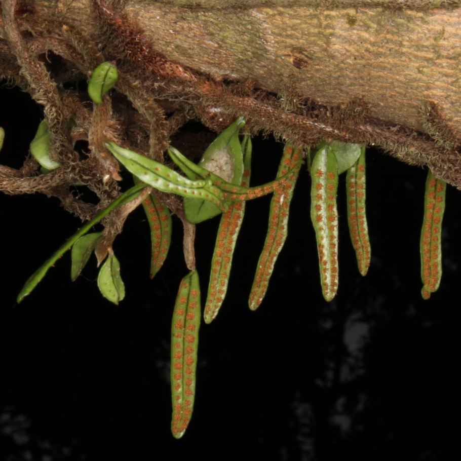 Microgramma vacciniifolia