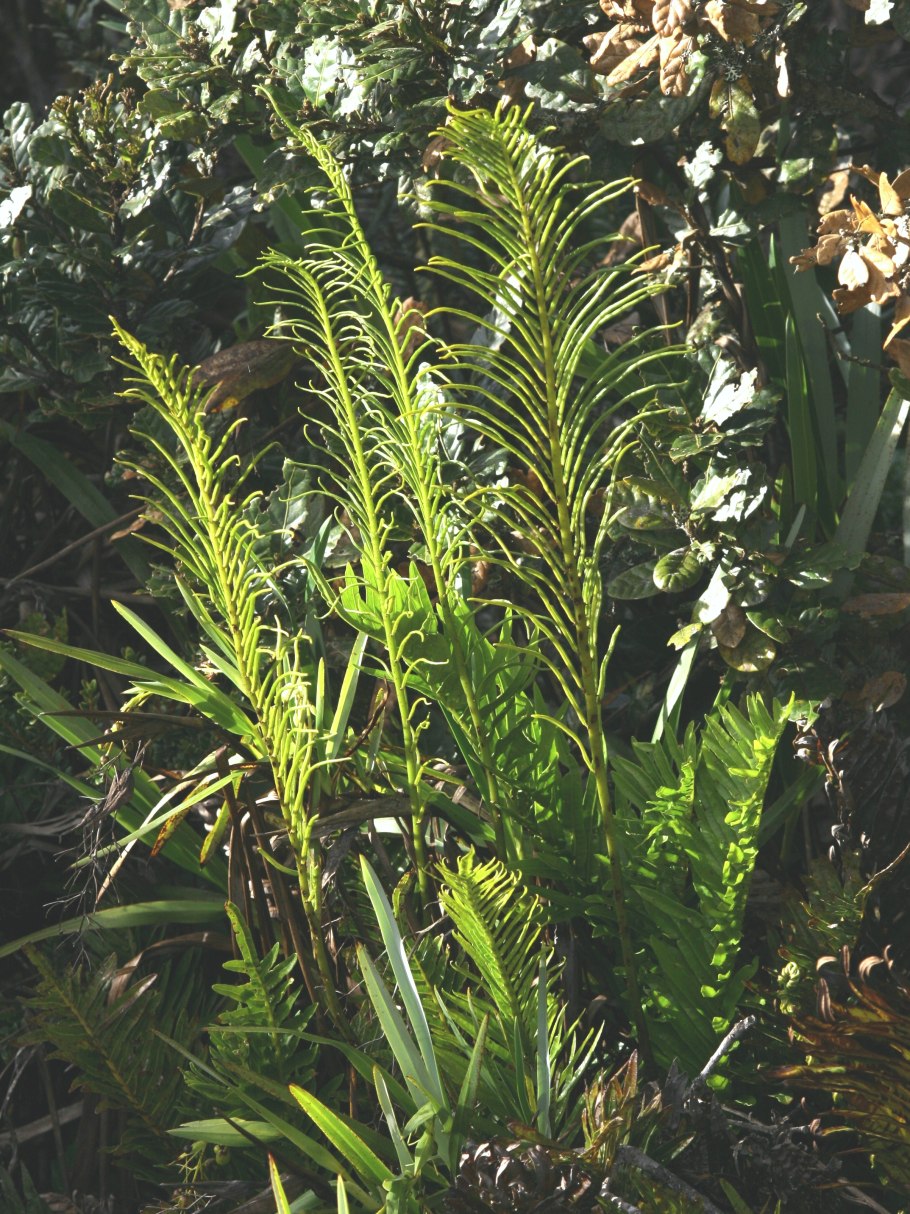 Папоротник thyrsopteris