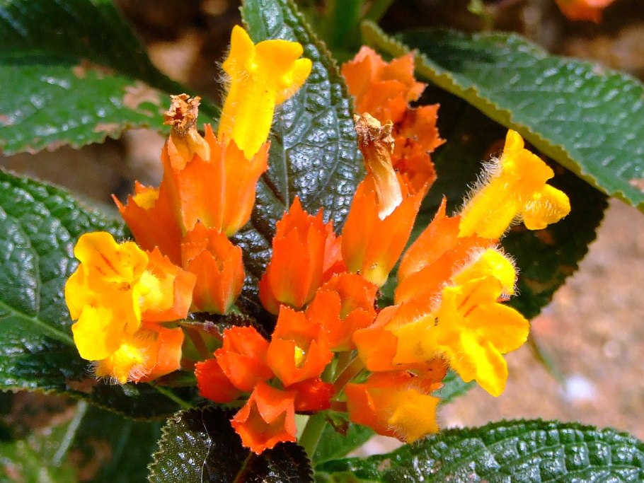 Кастиллея (Castilleja) семейства Заразиховые (Orobanchaceae).
