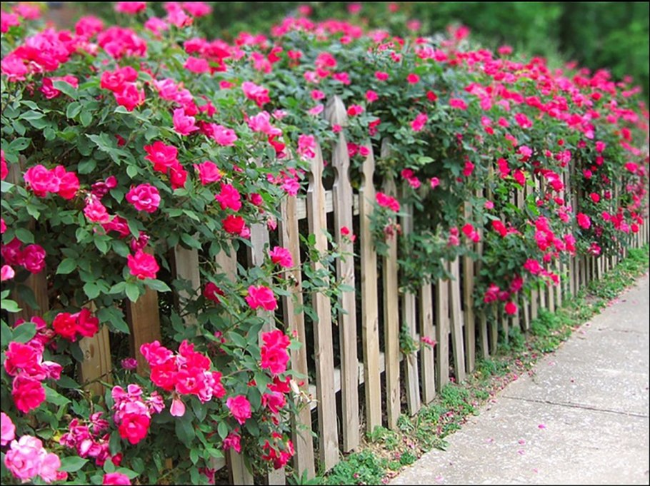 Пираканта ярко-красная Red column