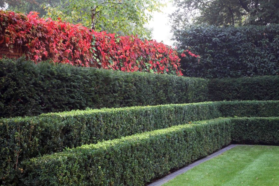 Розарий в саду