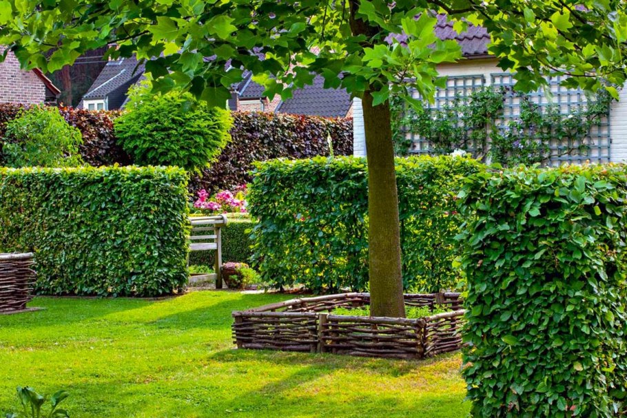 Живая изгородь быстрорастущая многолетняя вечнозеленая