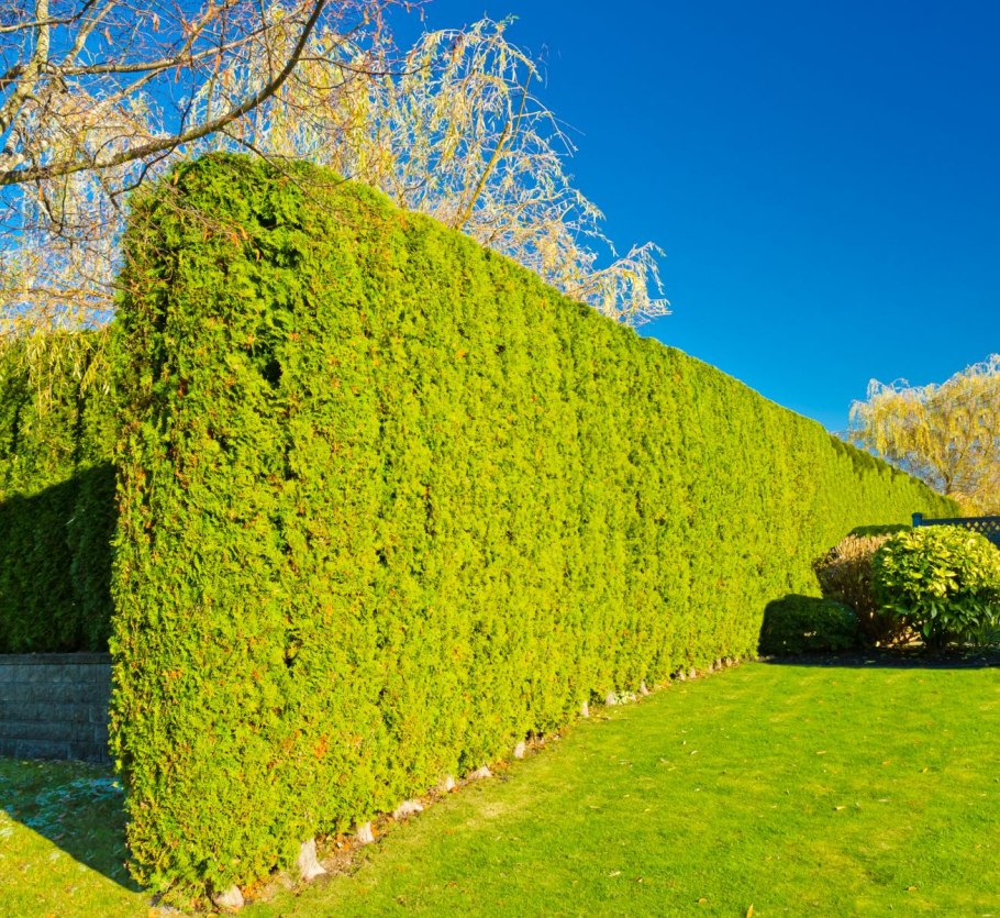 Вертикальное озеленени