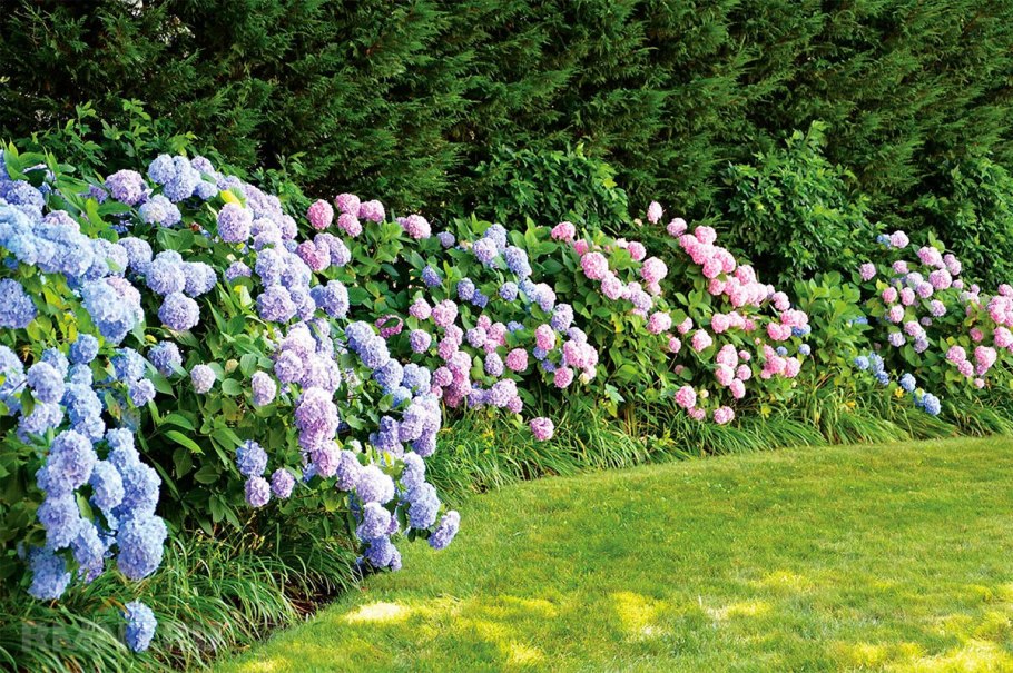 Гортензия Садовая изгородь