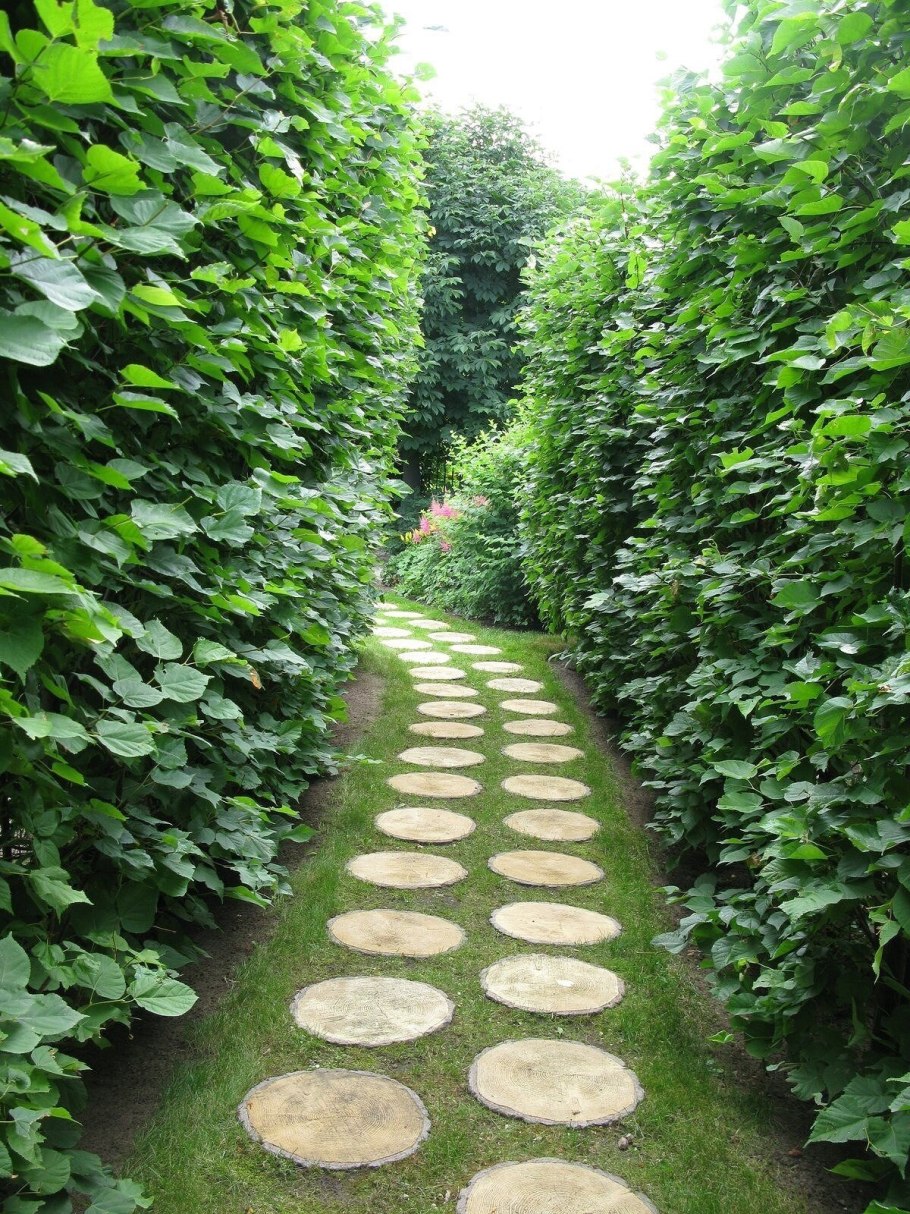 Гортензия спирея чубушник