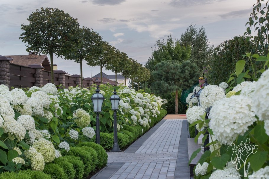 Живая изгородь (виноград + плющ) (Аэлита)