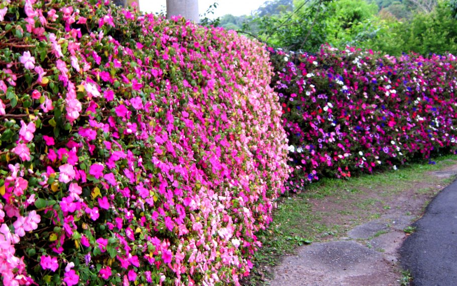 Роза Нозоми Живая изгородь