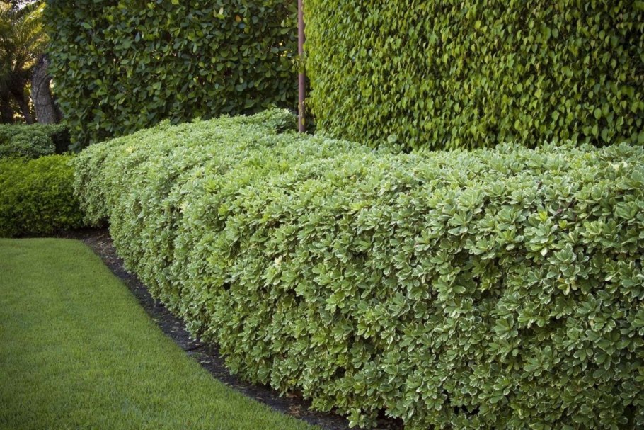 Клематис Вьюн