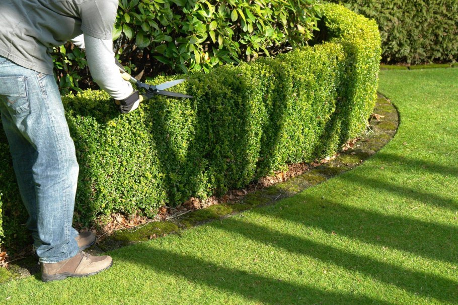Павлония Живая изгородь