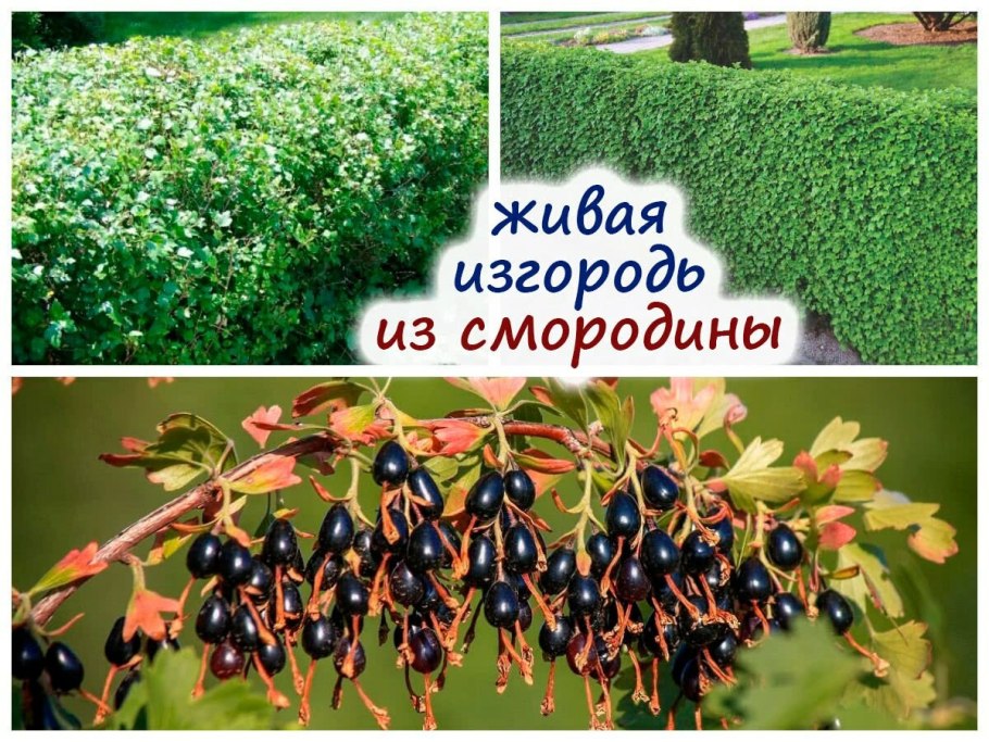 Гортензия Лаймлайт изгородь