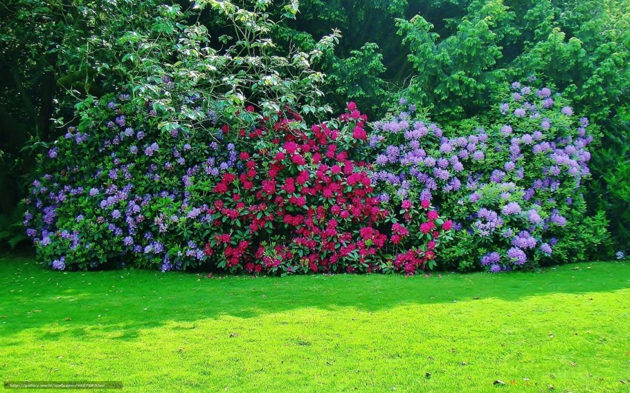 Азалия Живая изгородь