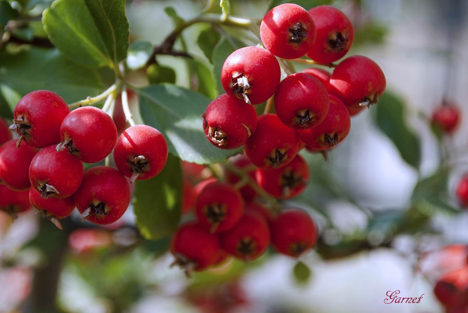 Боярышник кроваво-красный огни Мичуринска