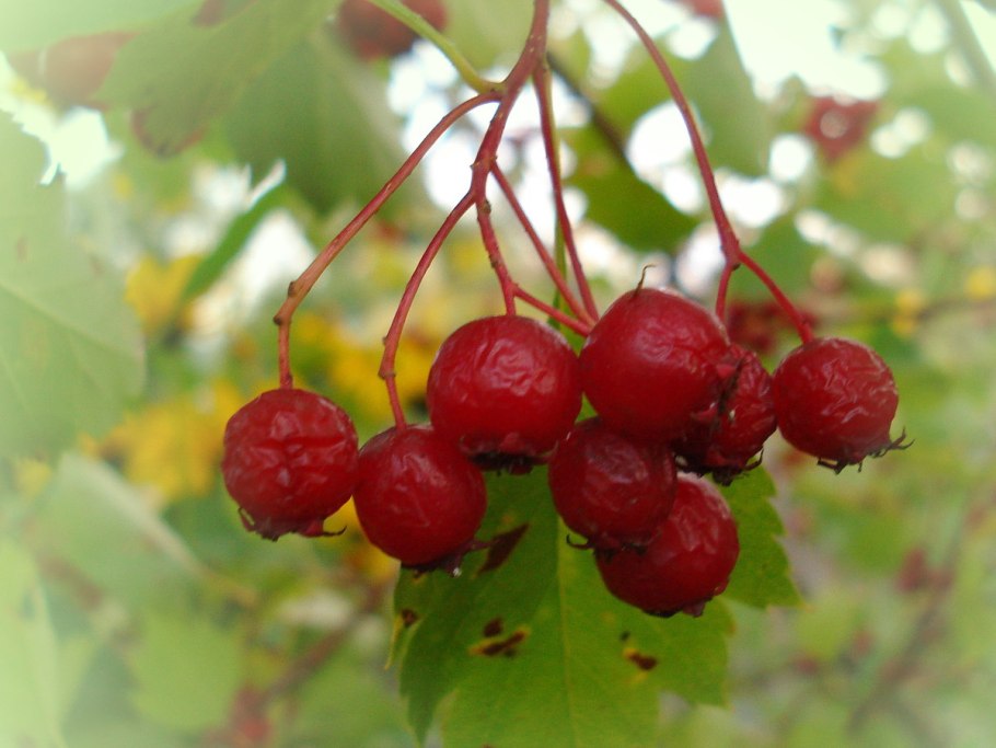 Crataegus monogyna