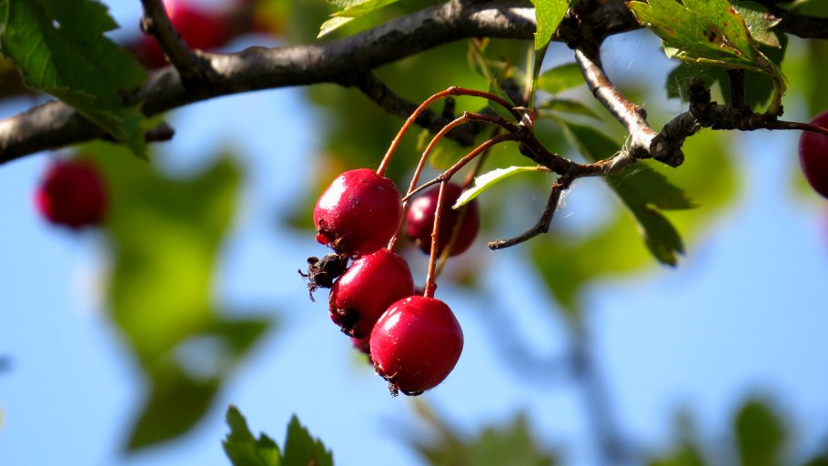 Боярышник ягоды
