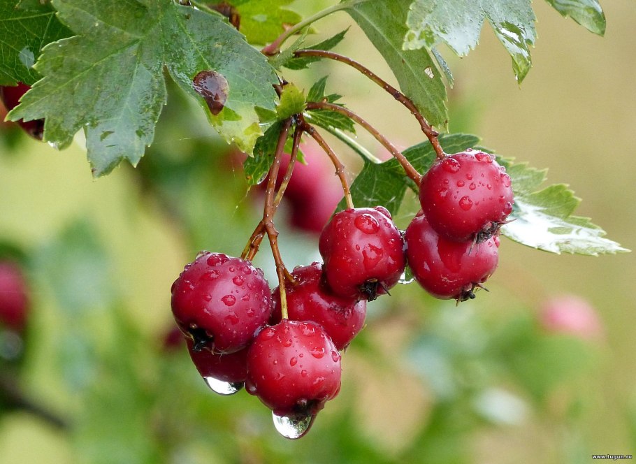 Боярышник обыкновенный Crataegus laevigata
