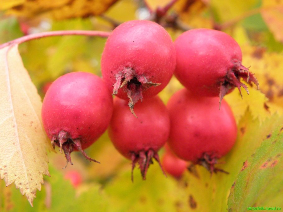 Боярышник однопестичный