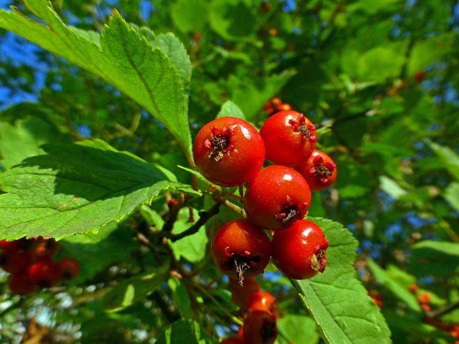 Crataegus monogyna,боярышник