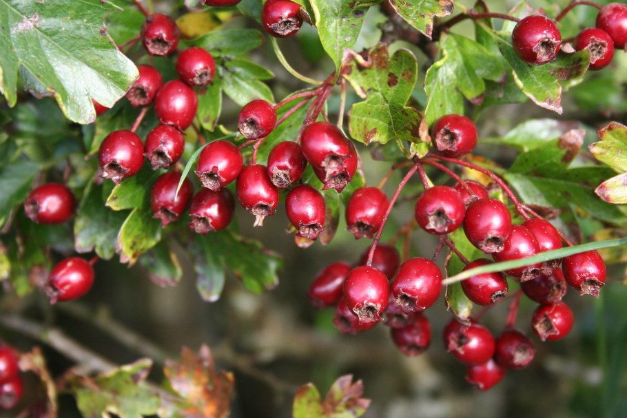 Боярышник Максимовича (Crataegus maximowiczii)