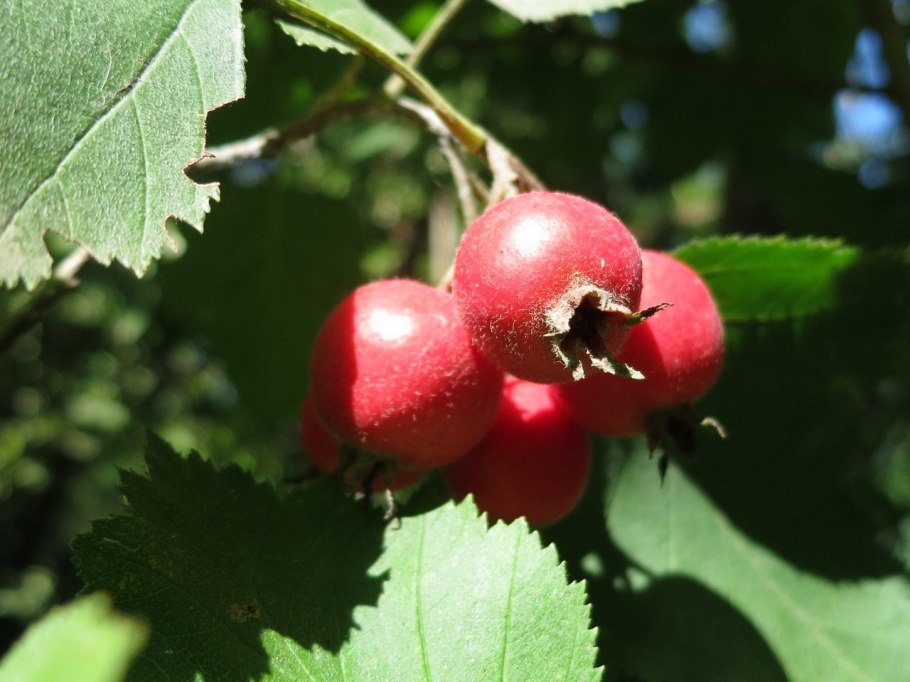 Боярышник Волжский (Crataegus volgensis