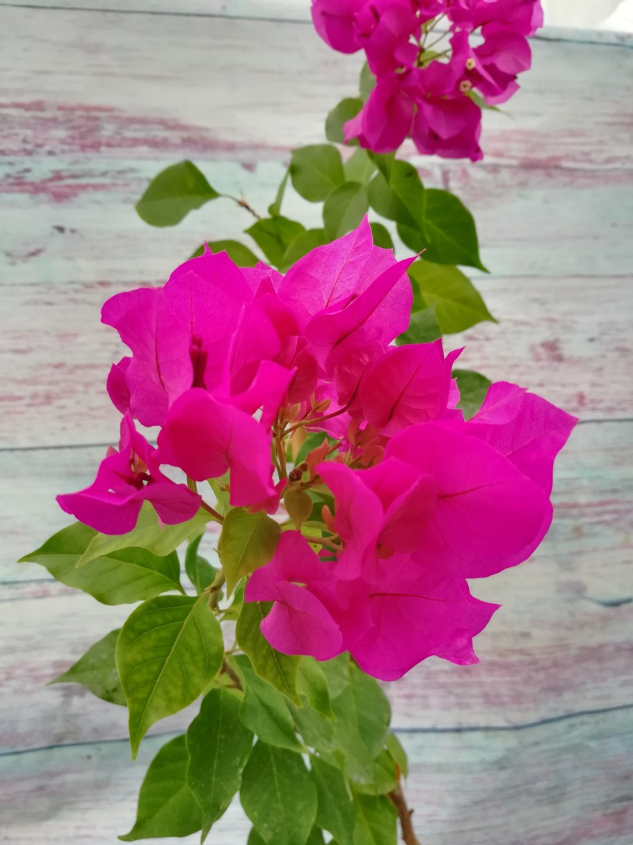 Бугенвиллия Fifina