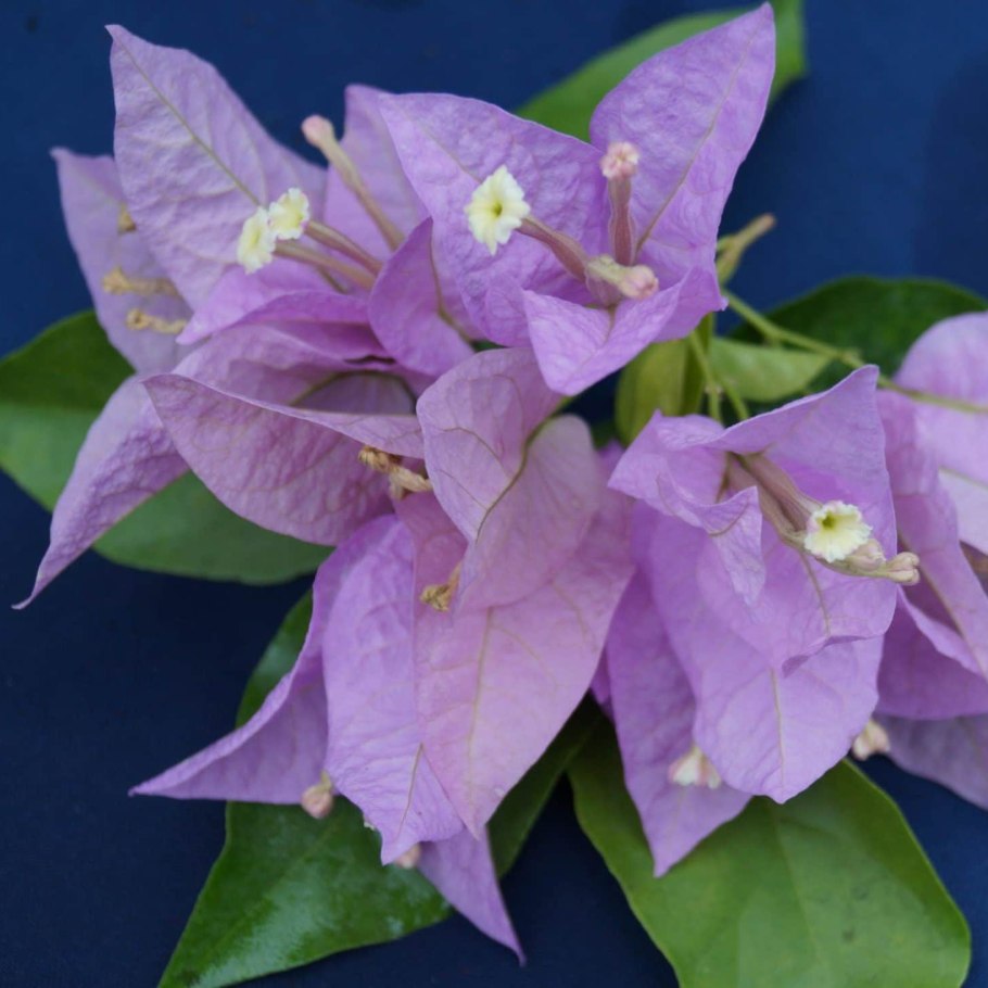 Лиана бугенвиллия вечнозеленые