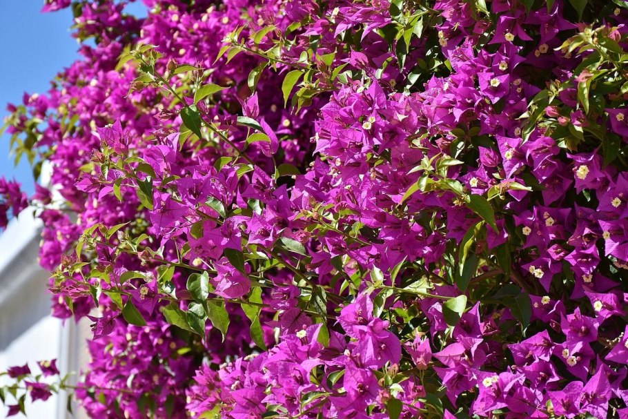Бугенвиллия (Bougainvillea)