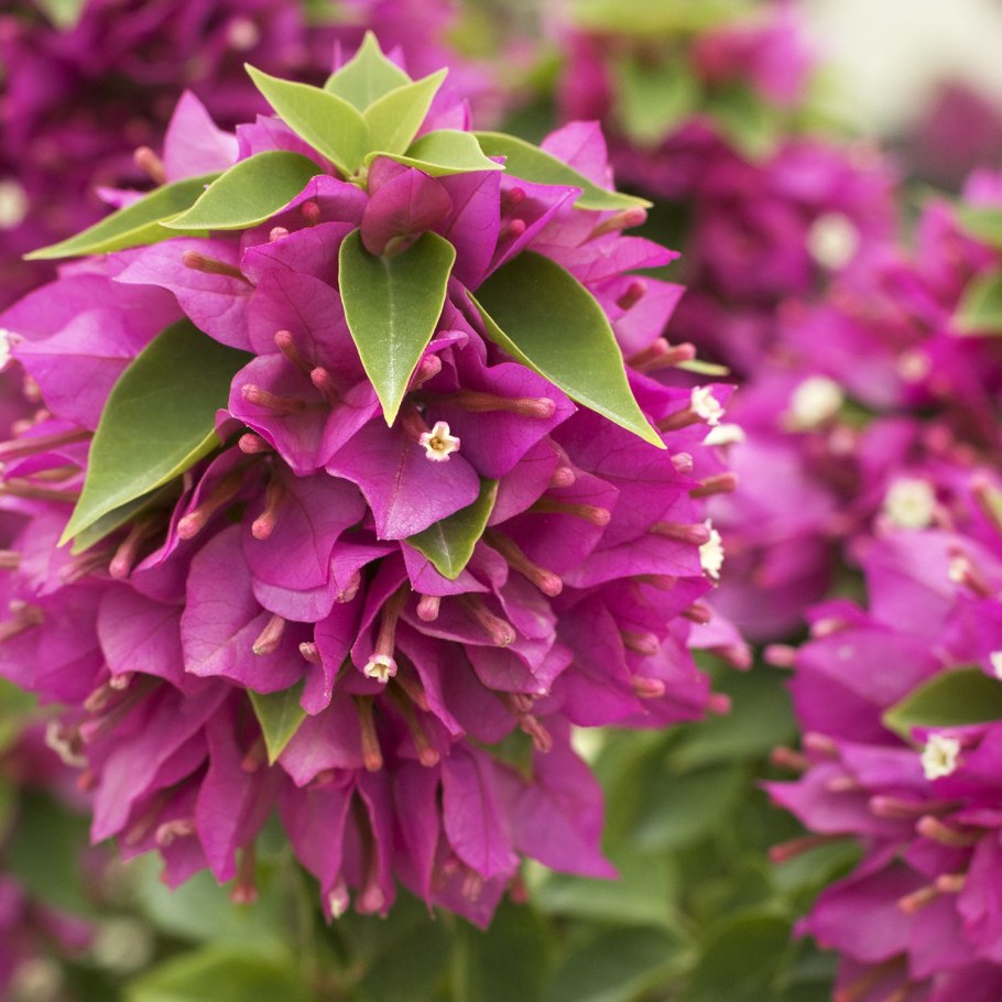 Клематис бугенвиллия