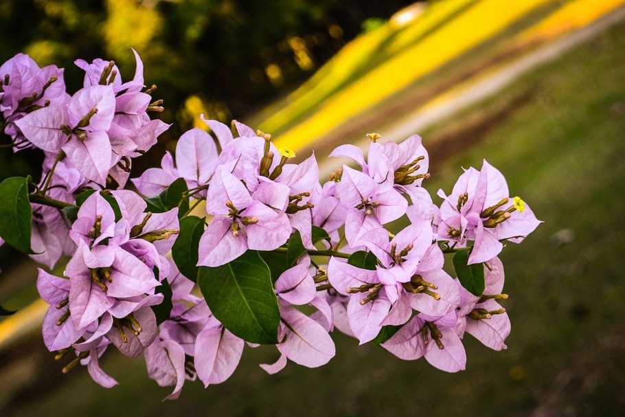 Бугенвиллия цветок