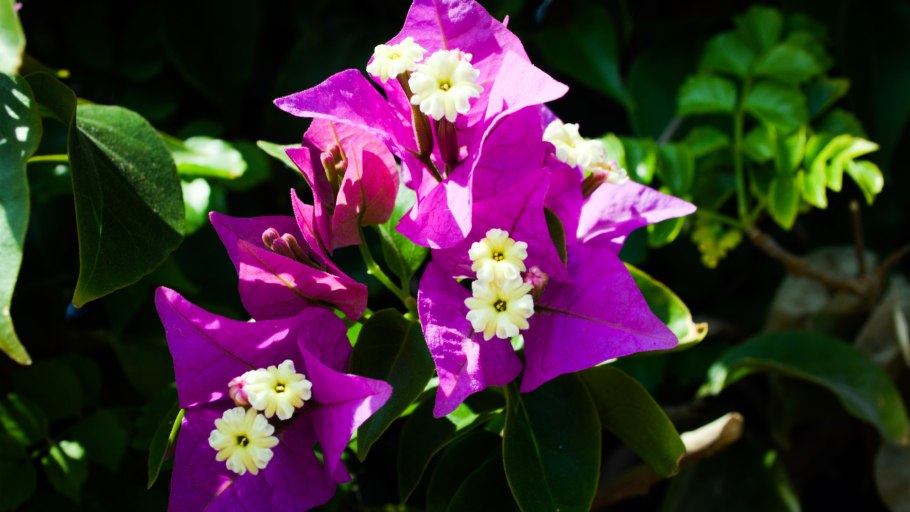 Королевская бугенвиллия