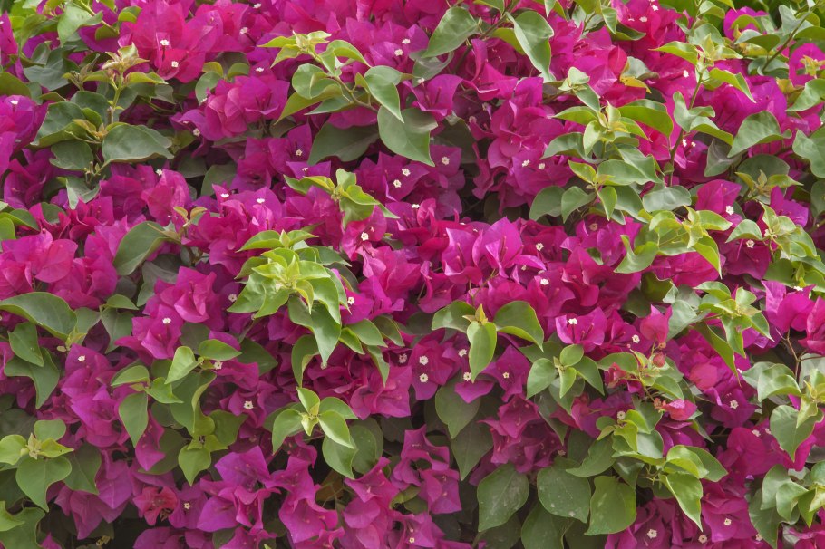 Бугенвиллия Александра