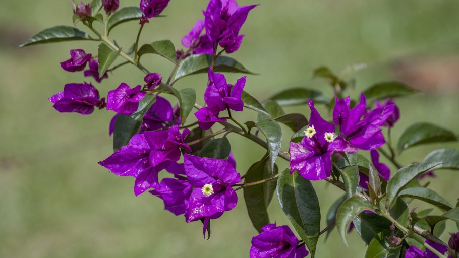 Пассифлора бугенвиллия