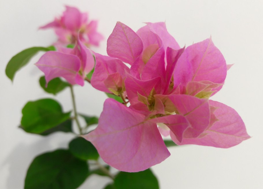 Бугенвиллия Double LILAROSE