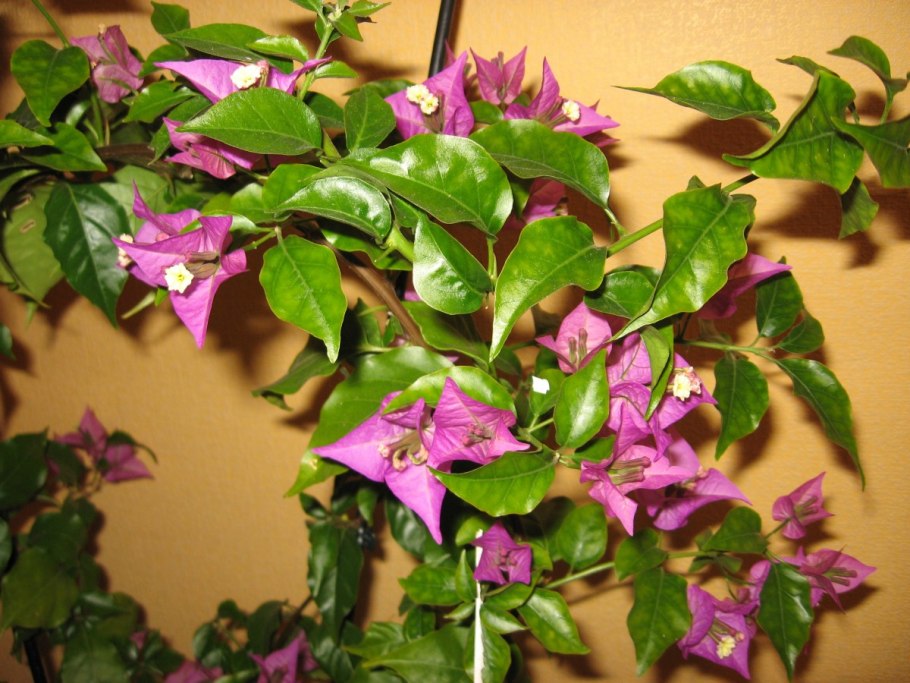 Бугенвиллия Салмон