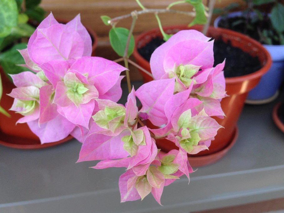 Бугенвиллия цветок