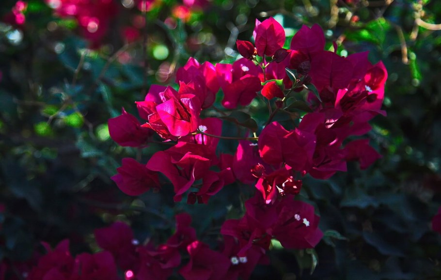 Бугенвиллия фуксиевая