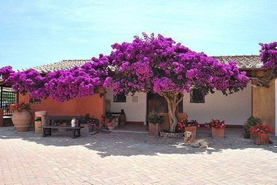 Bougainvillea ×buttiana