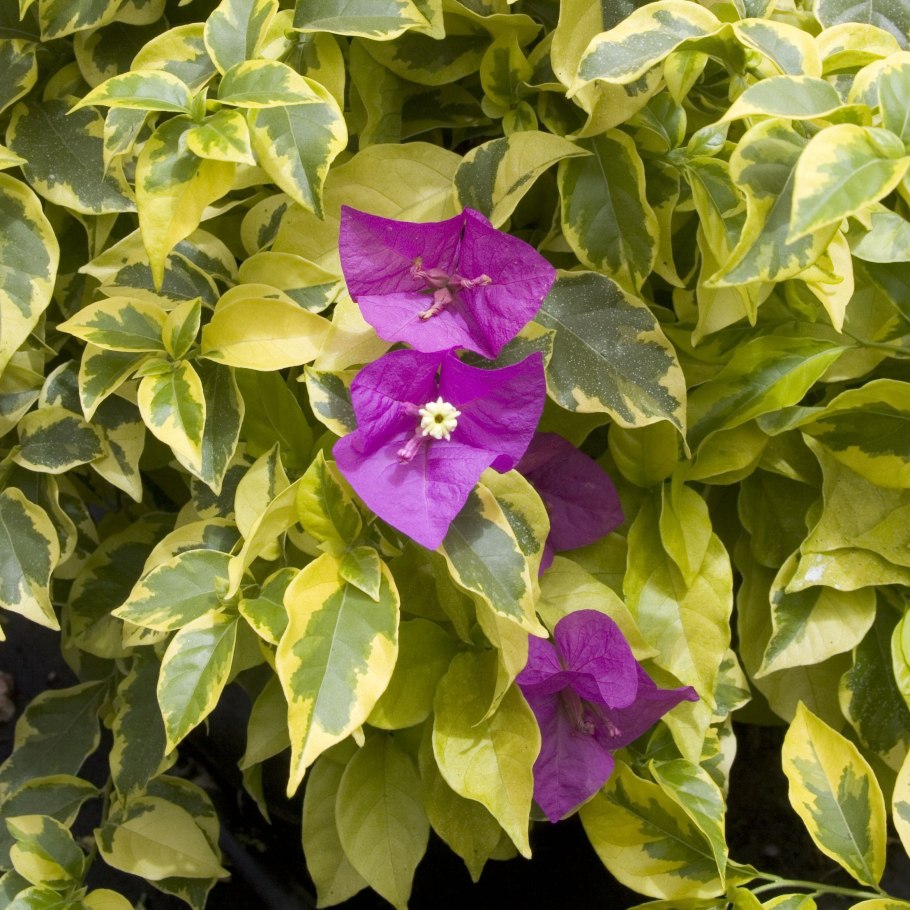 Бугенвиллия джекпот