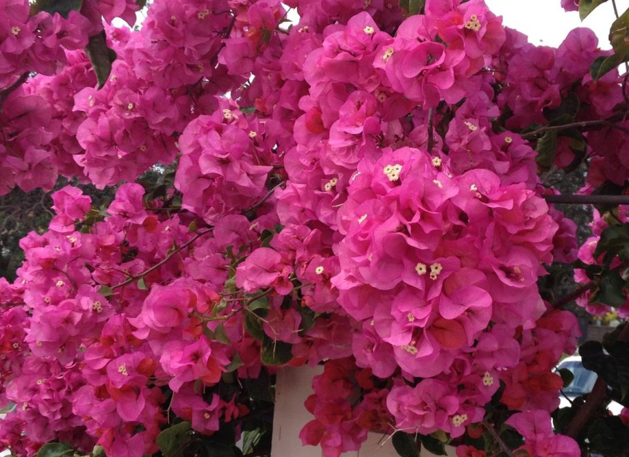 Бугенвиллия DUNKELROT