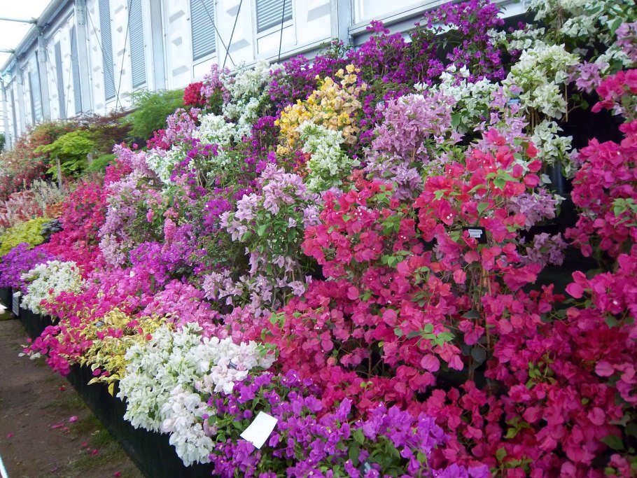 Бугенвиллия фуксия