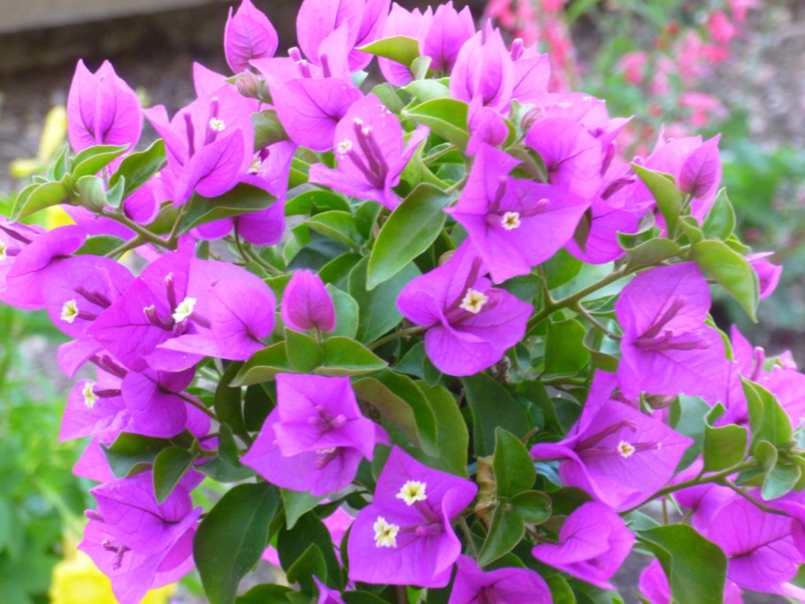 Бугенвиллия лиловая