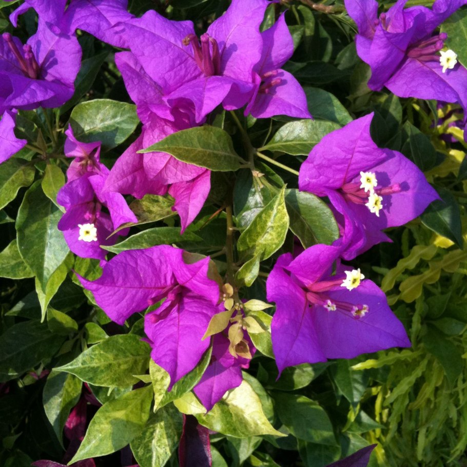 Бугенвиллия Elizabeth Angus