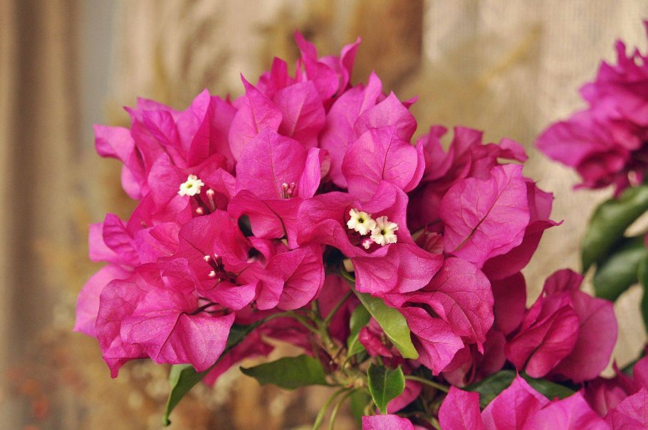 Бугенвиллия Вера дип перпл