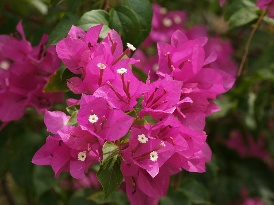 Кустарник бугенвиллия