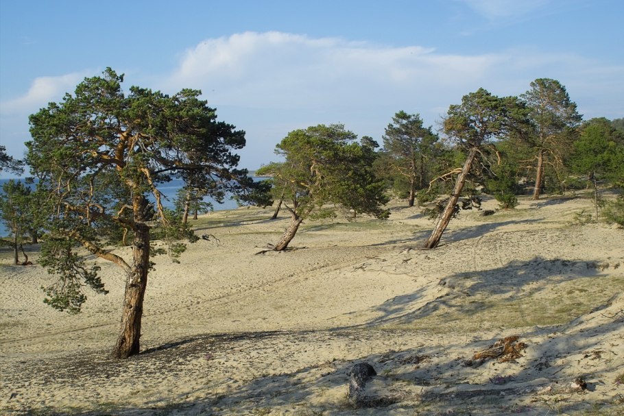 Ольхон песок сосны