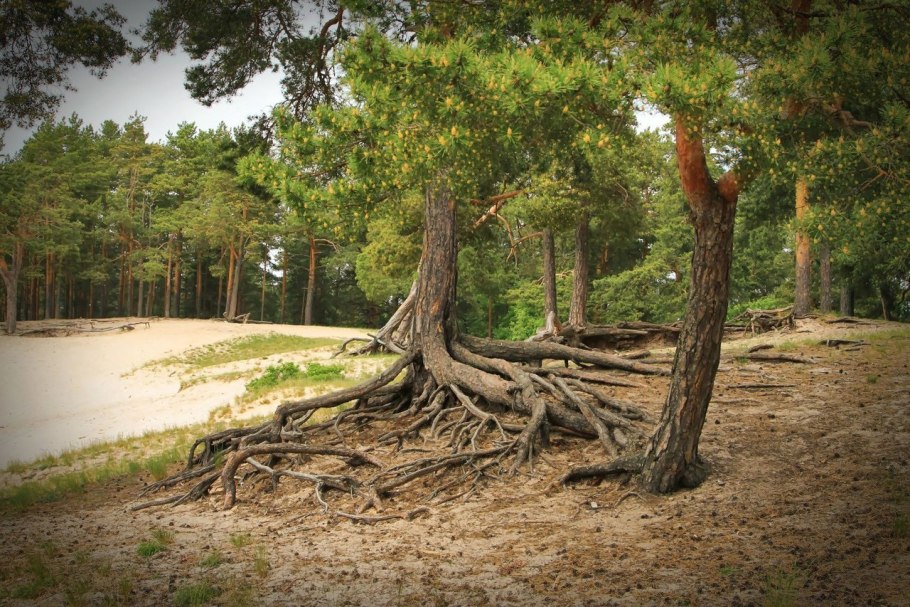 Парк дюны Сосновый Бор