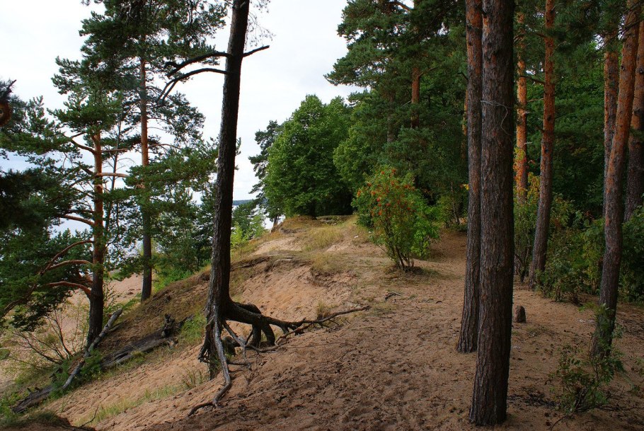 Дюны Сосновый Бор