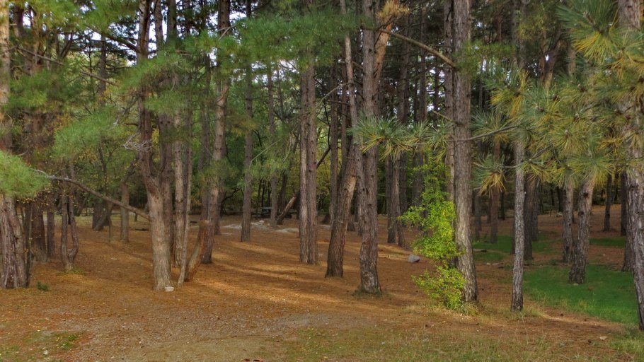 Чистый Сосновый Бор