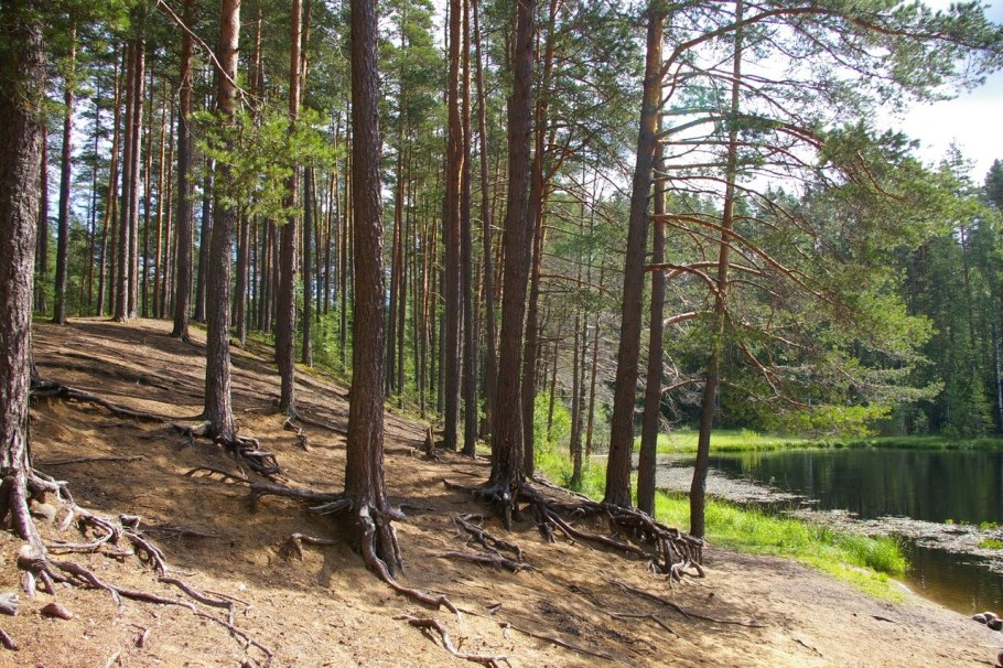Лес карельского перешейка