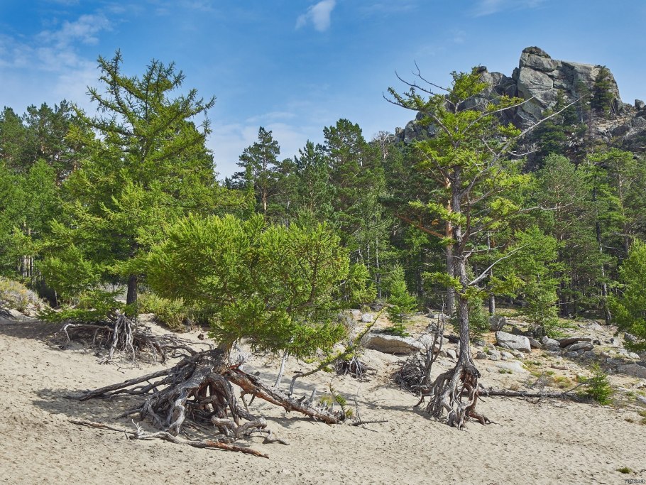 Лиственница на Байкале
