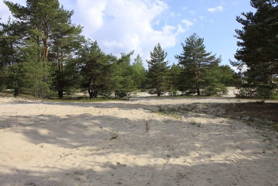 Лес на дюнах Корекозево